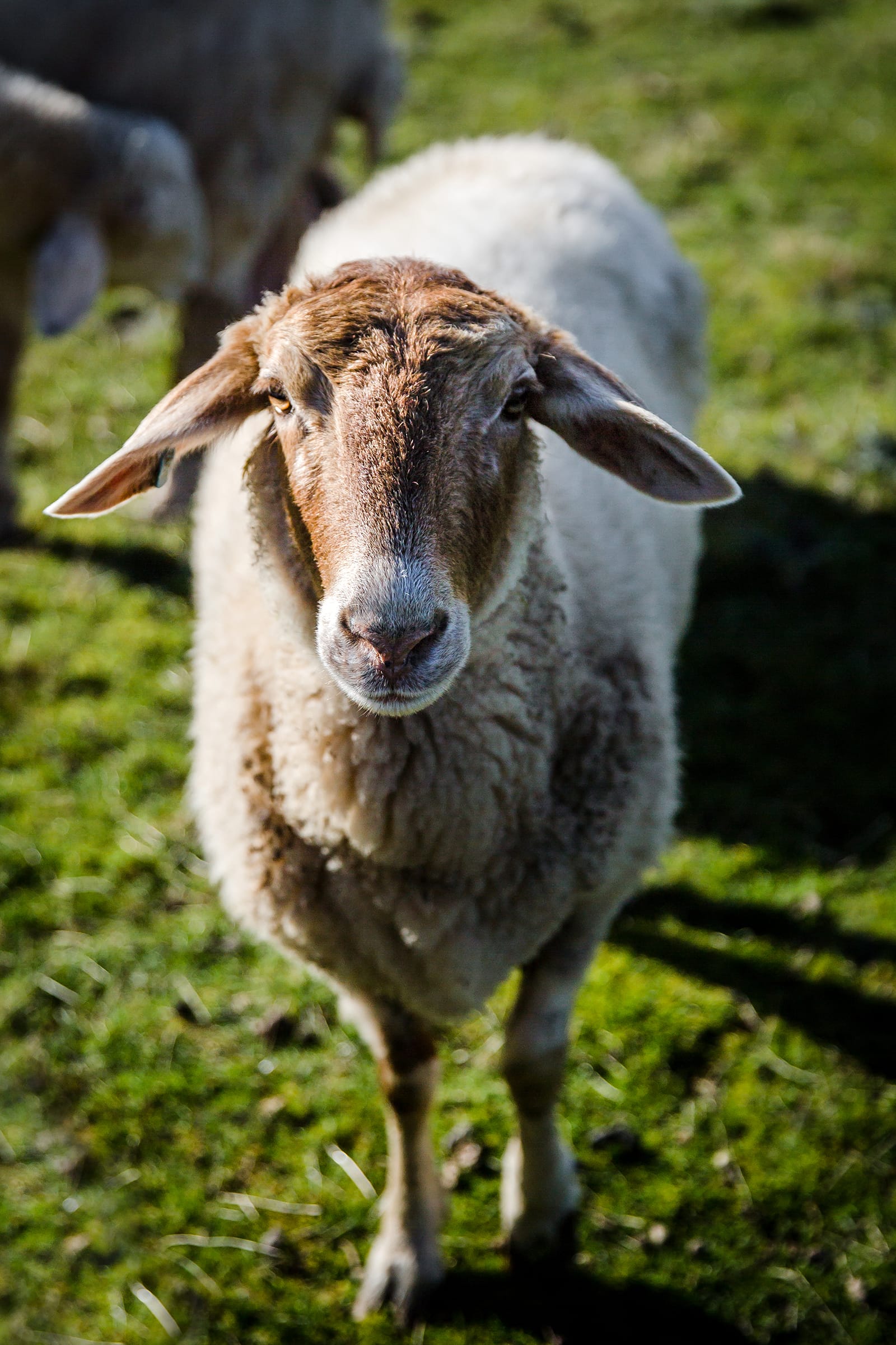 Sheep Milk Soap